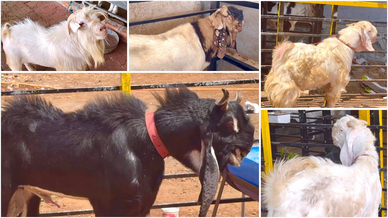 Andul Goats For Bakra Eid 2026 at Adnan Goat Farm Shahapur