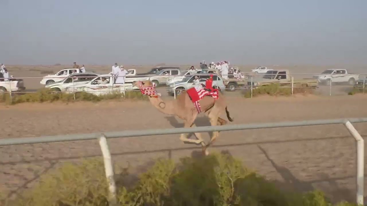 الشوط 11…(غزل)لـ صبيح بن حميد بن الشابو العويسي 1:43 *افضل توقيت*