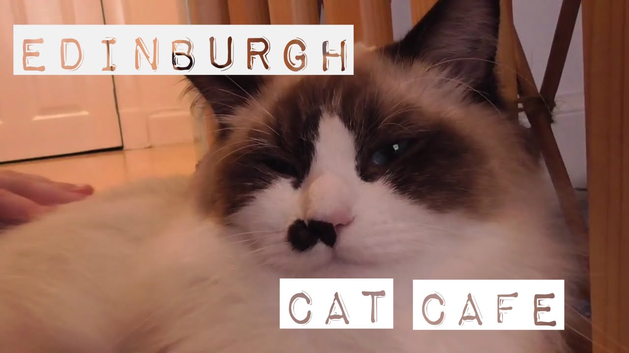 Maison de Moggy - A Visit to an Edinburgh Cat Cafe | Kate's Adventures