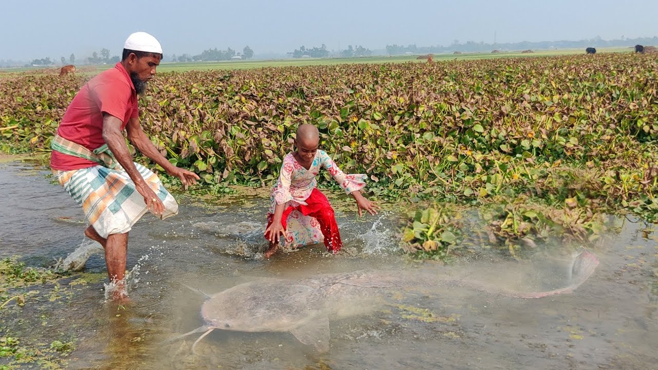 Unbelievable Hand Fishing - Big Catfish Fishing By Hand in Natural Beautiful Field