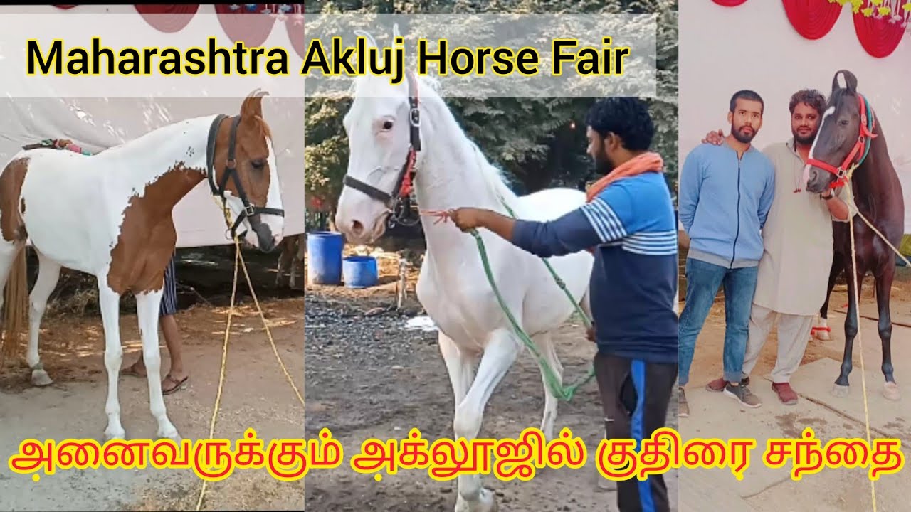 Akluj horse fair Maharashtra Part 1 |  அக்லூஜில் உள்ள குதிரை சந்தைக்கு சென்றேன்