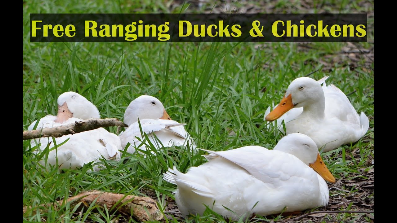 Let's Talk Free Ranging Ducks & Chickens