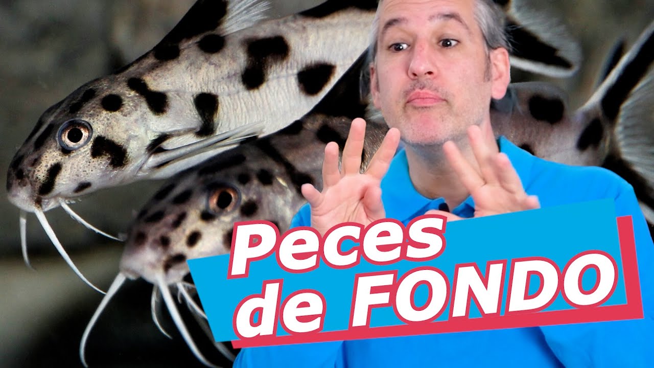 TOP Peces de fondo para ACUARIO 🧼