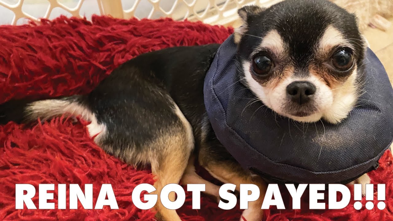 My Chihuahua Reina had Surgery, Spaying an older dog | Sweetie Pie Pets by Kelly Swift