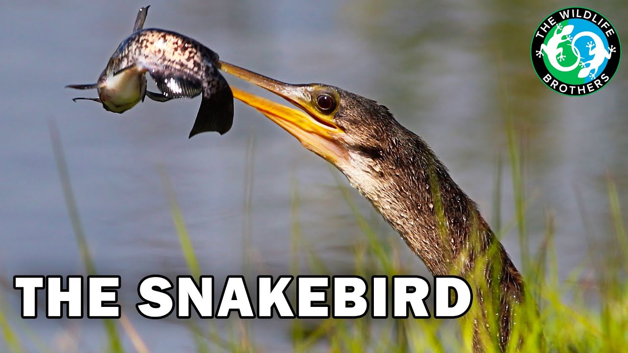 The Bizarre Bird That Hunts Like a Snake