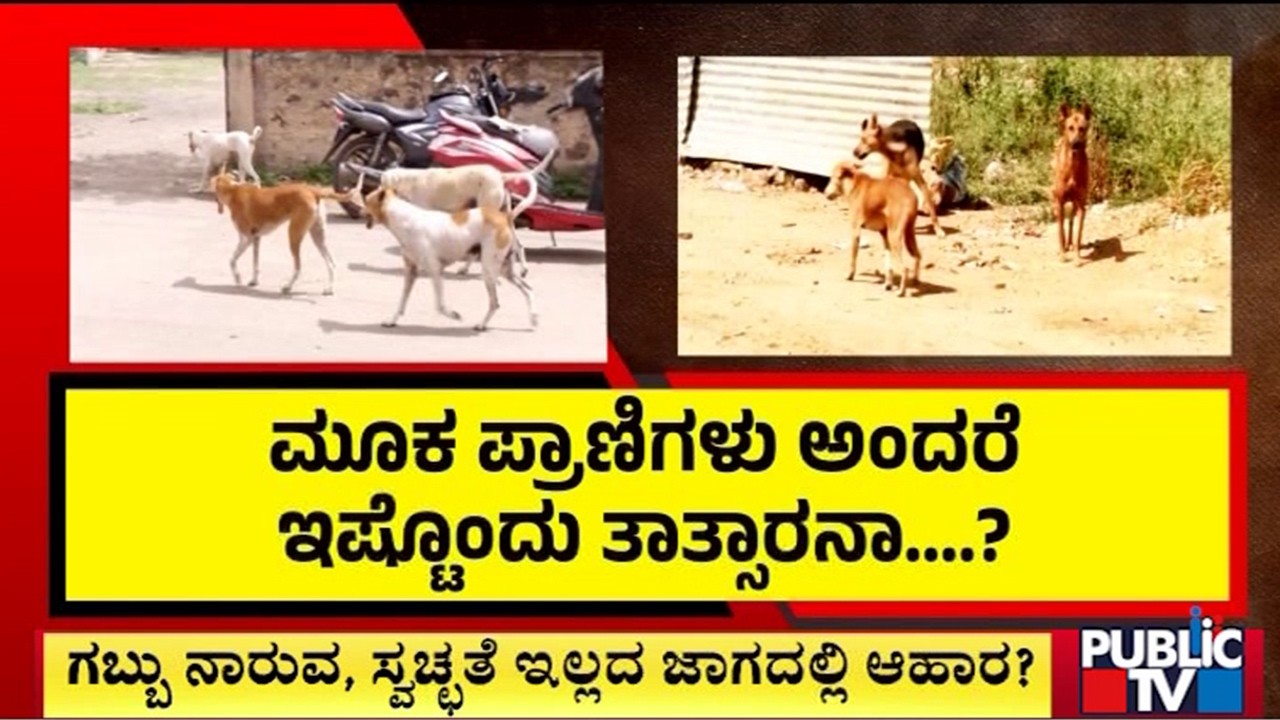ಮೂಕಪ್ರಾಣಿಗಳಿಗೆ ಕೊಳಕು ಪ್ರದೇಶದಲ್ಲಿ ಆಹಾರ ಹಾಕಬಹುದೇ? | Bengaluru | Publiic Tv
