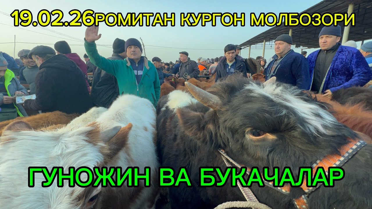 РОМИТАН КУРГОН МОЛБОЗОРИ НАРХЛАР ОЗГИНА ТАШАГАН 19.02.26