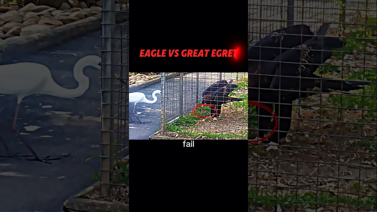 Eagle vs great egret #trending #animals #wildlife #eagle #birds #shorts