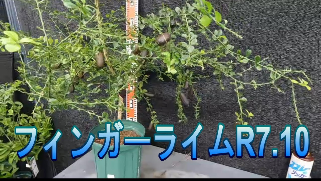 フィンガーライムR7年10月