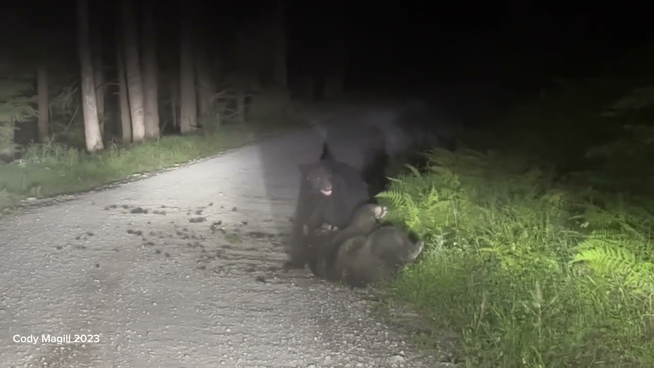 Bear Fight Allegheny National Forest