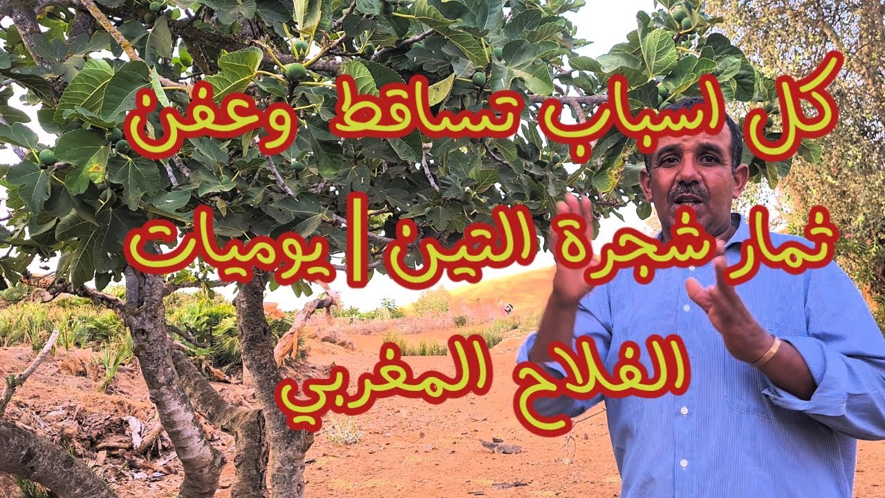 كل اسباب تساقط  وعفن ثمار شجرة التين | يوميات الفلاح المغربي