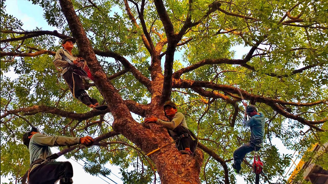 “Cưa Nhánh Cây Xà Cừ Khủng – ĐỈNH CAO KỸ THUẬT Khiến Người Xem Thót Tim!”