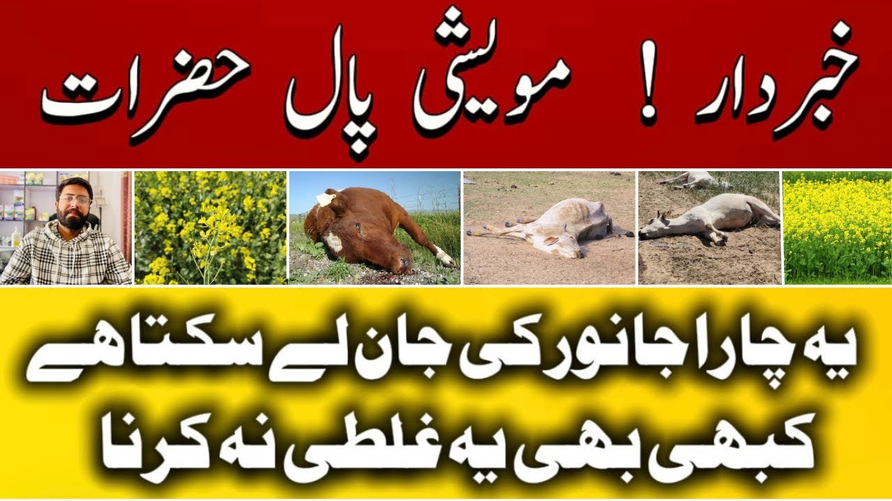 خبردار مویشی پال حضرات! یہ چارہ جان لیوا ثابت ہو سکتا ہے | Dangerous Fodde
