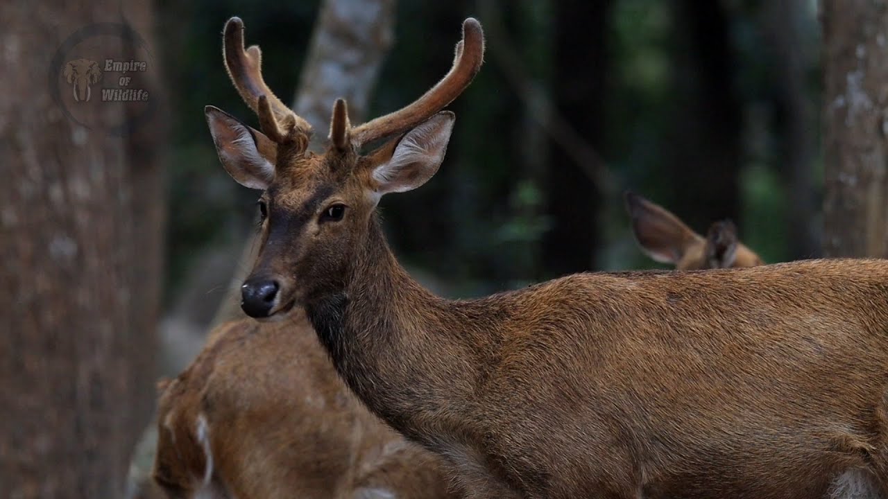 Eld's Deer | Asia Wildlife | Wildlife Asia | Short Film