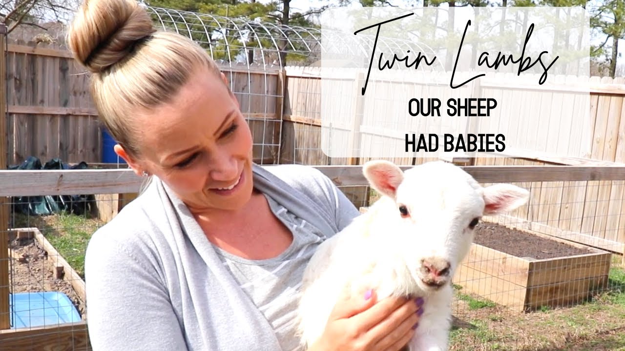 Sheep Lambing 🐑 || Our Katahdin Ewe Had Twin Lambs || Live Lamb Birth!