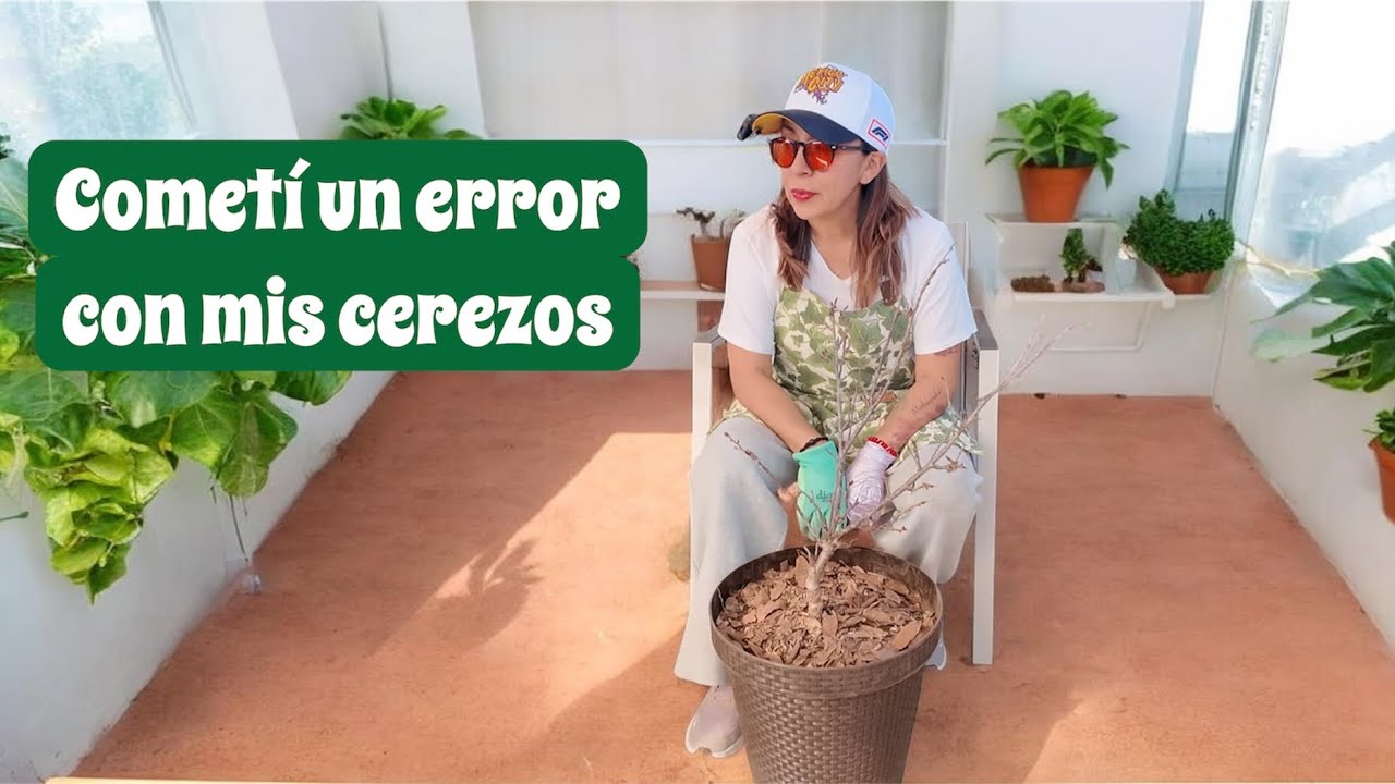 No hagas esto con tu cerezo japonés! 