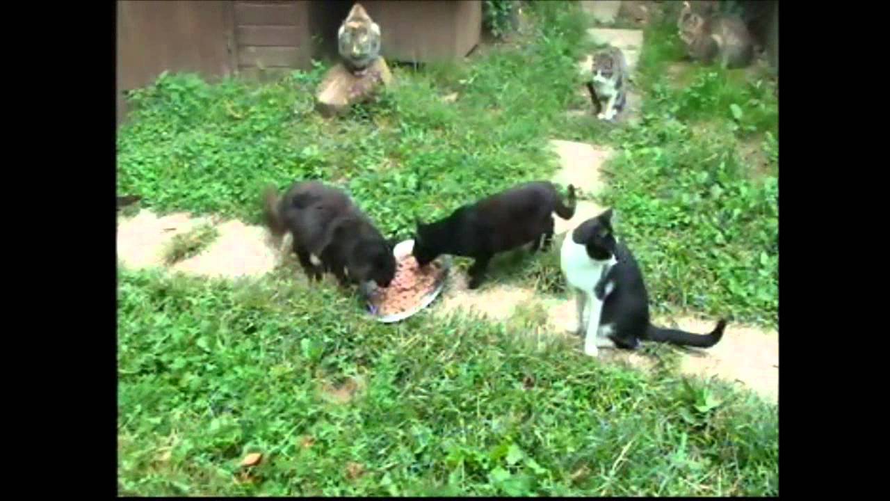 Parco Animalista Piazza D'Armi