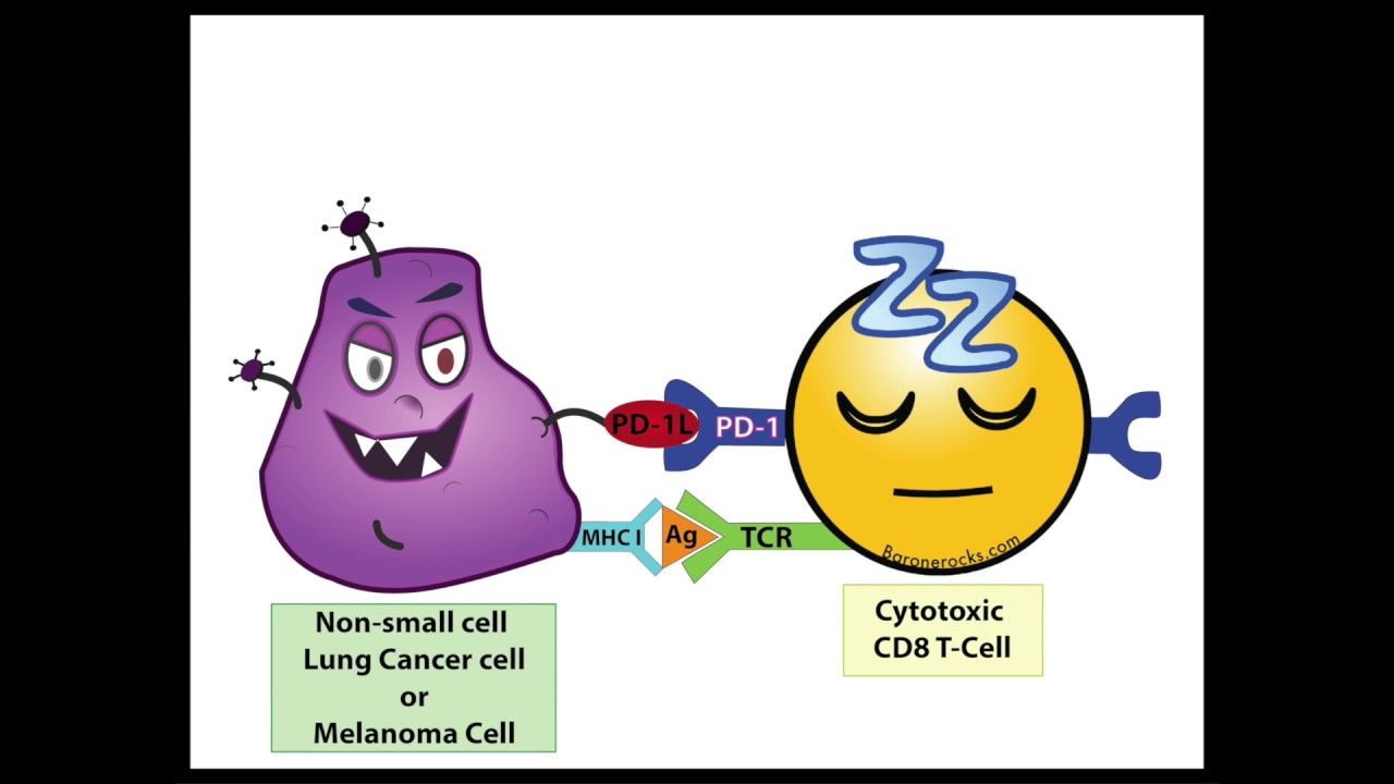 A PD 1 Inhibitor Fairy Tale