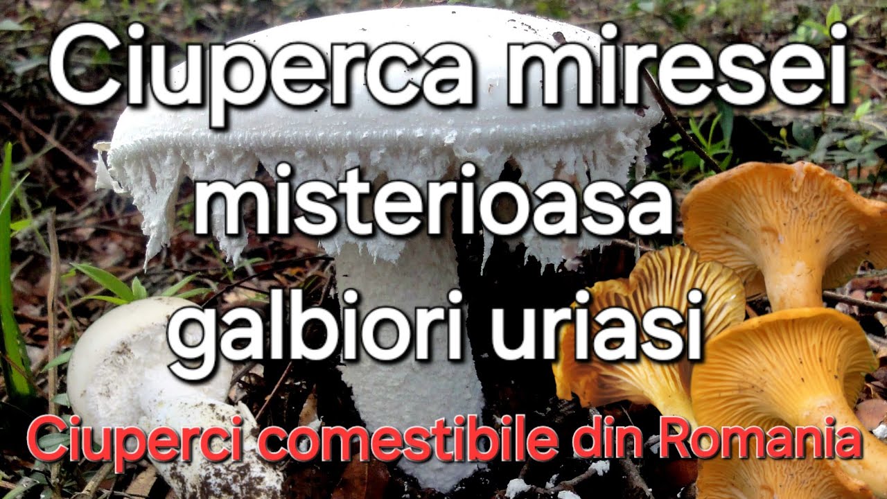 Ciuperca de ou /Galbiori Gigantici - Ciuperci din Romania