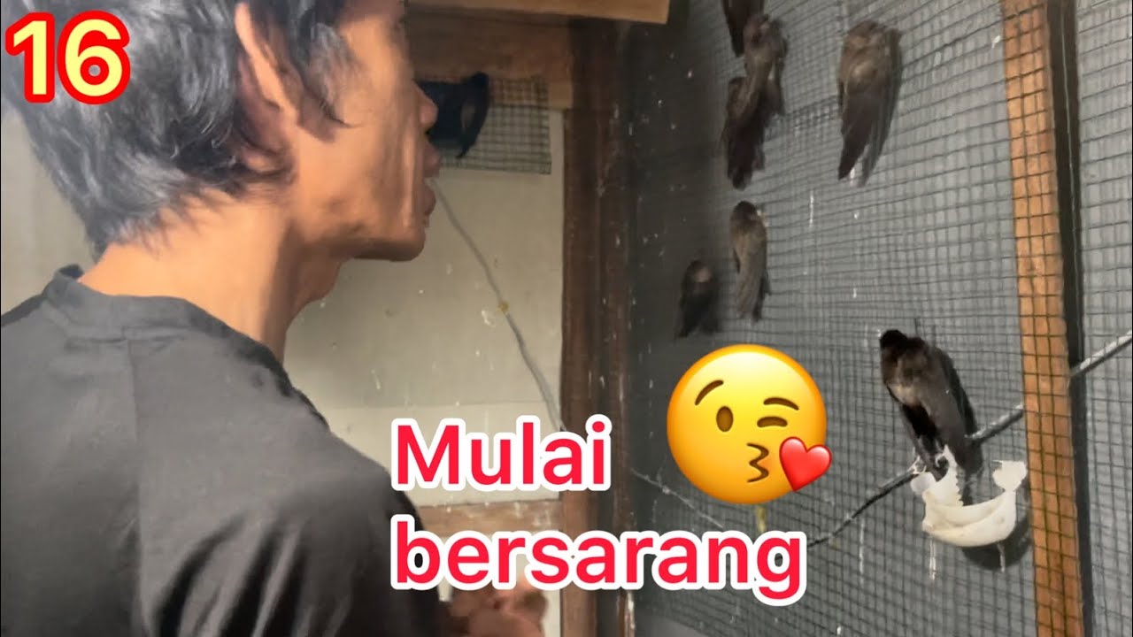 Alhamdulilah Ternak walet sudah mulai buat sarang