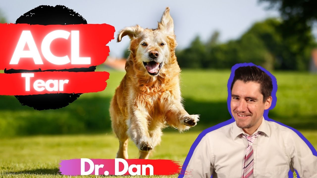 Dog ACL Tear!  Dr. Dan explains why the ACL tears, symptoms, diagnosis, and medical or surgical