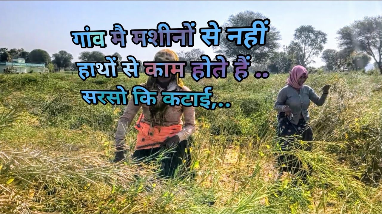Sarso ki katayi mehnti ganav ki ledishe!!