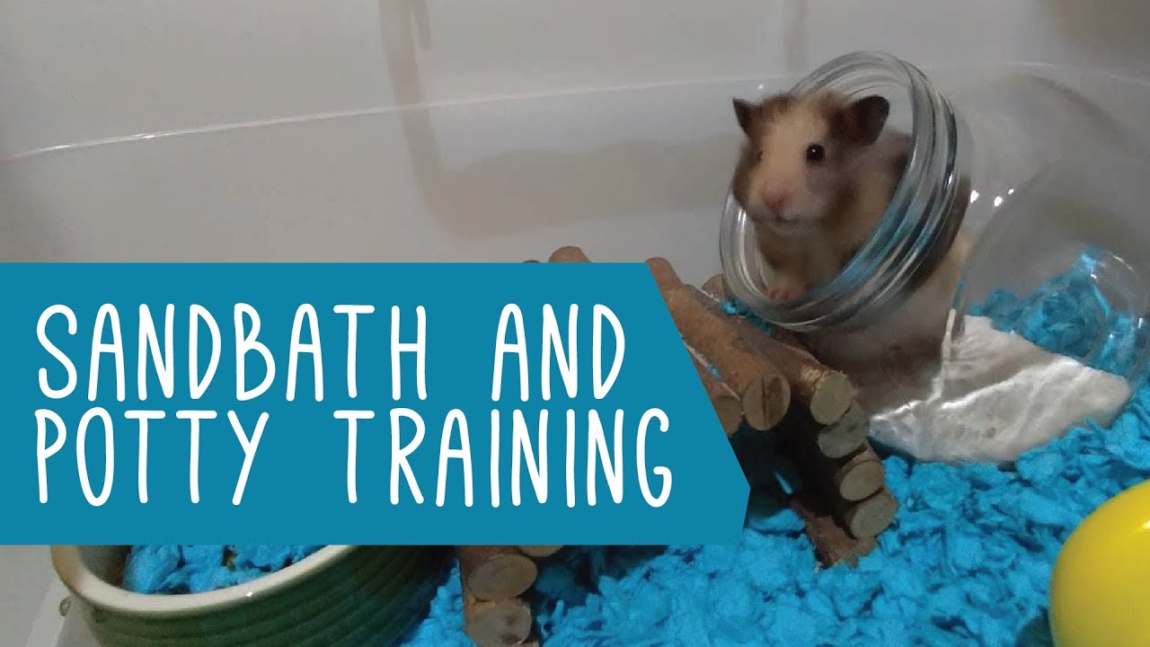 Sand bath and Potty Train