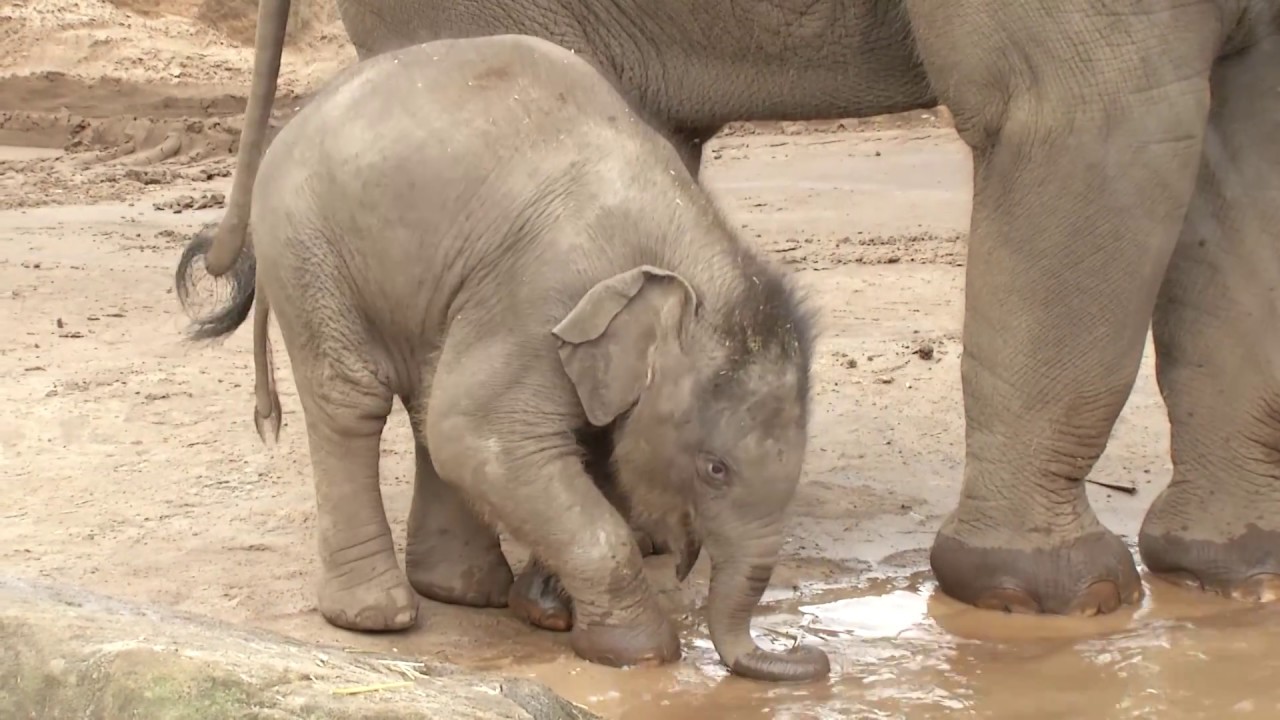 Jai Dee the Asian Elephant calf makes a splash