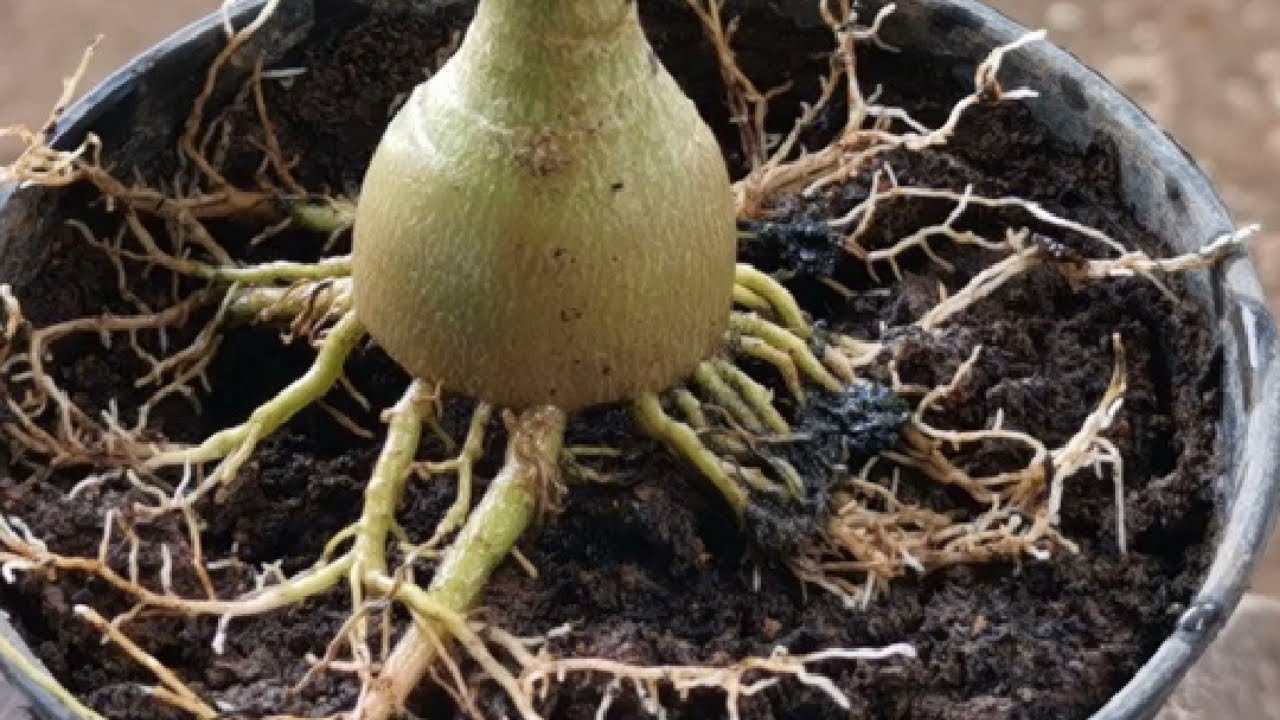 Adenium Root Training update