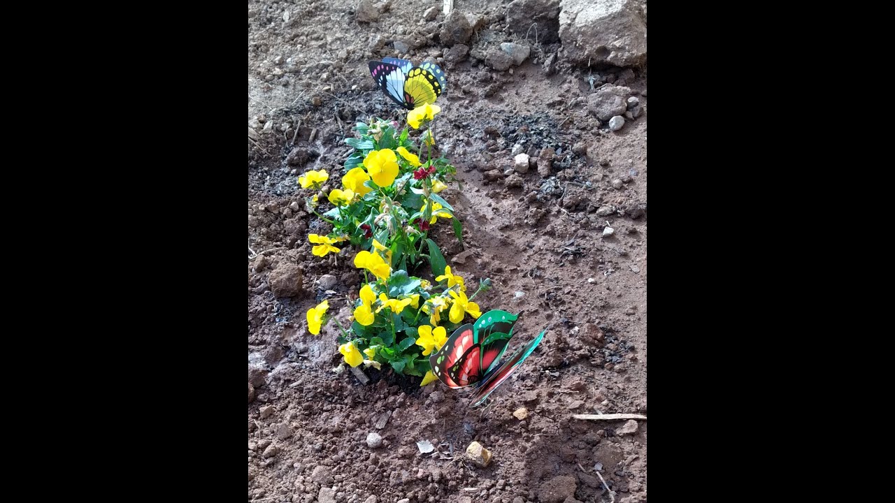 National Plant a flower day