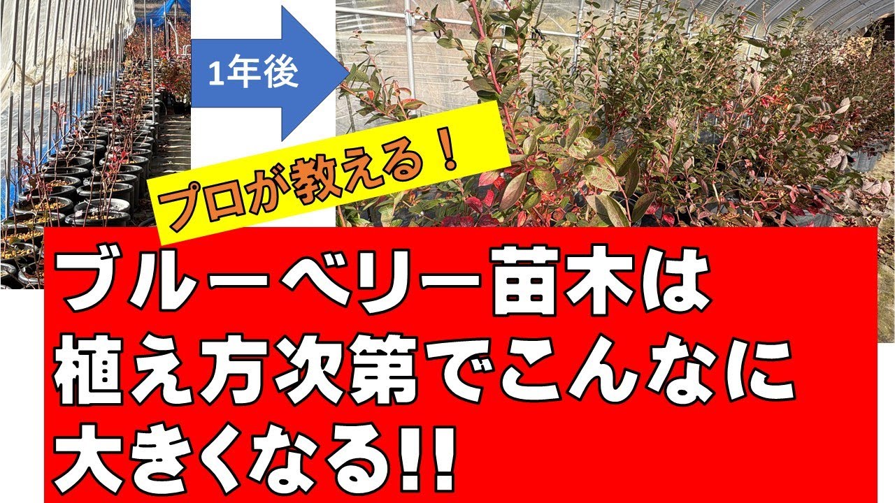 2年生苗木の植え方