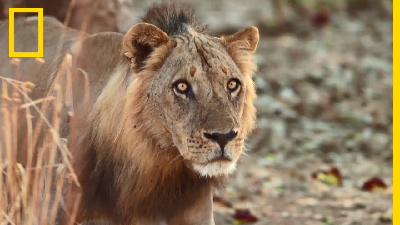 La dure loi de la brousse africaine