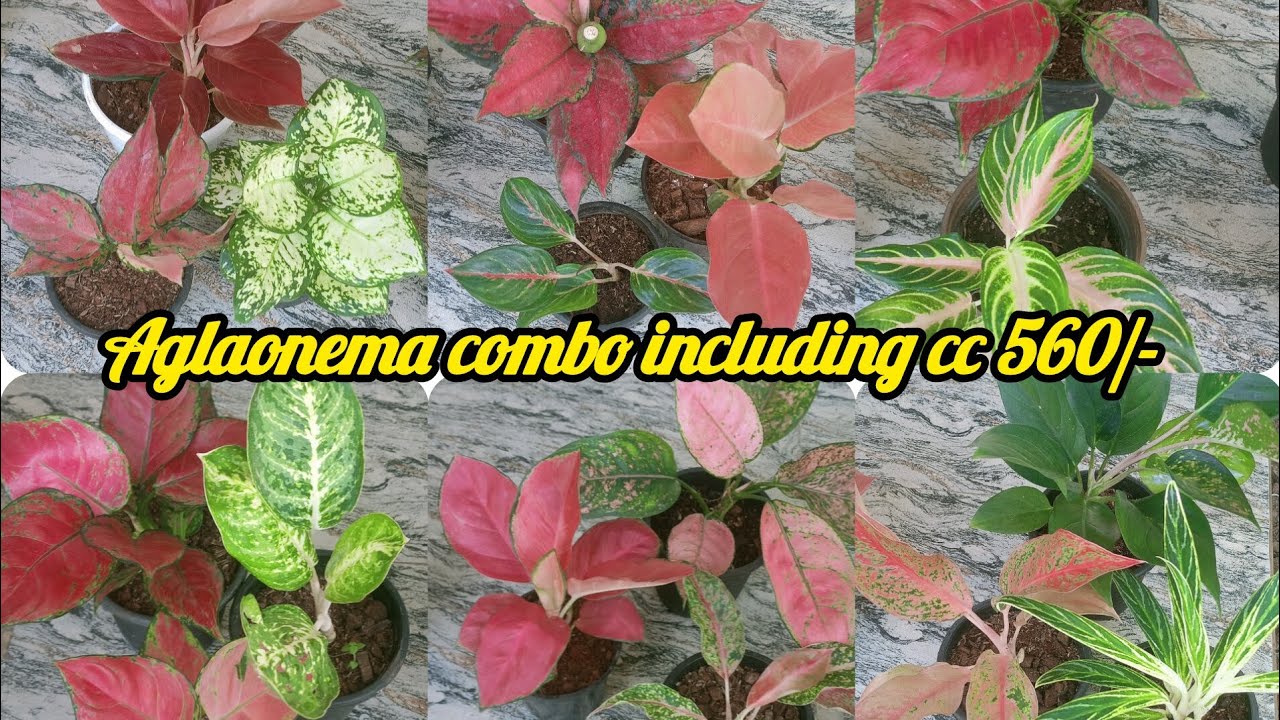 Aglaonema combo including cc 560/- contact no 7558048200
