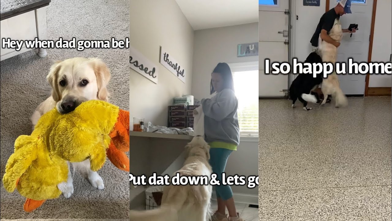 Dog Impatiently Waits For Dad To Get Home