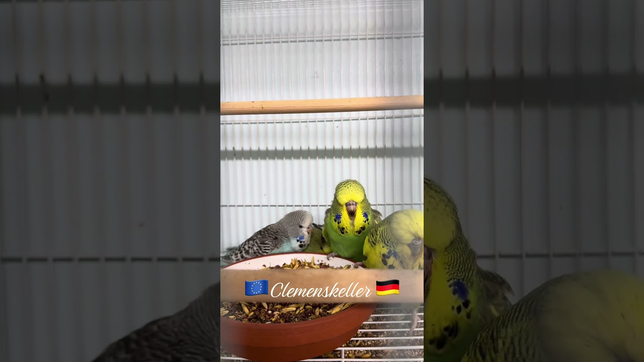 Baby Musik #vogelgezwitscher #vogel #wellensittich #haustiere #gl&uuml;cklich #wellensittiche