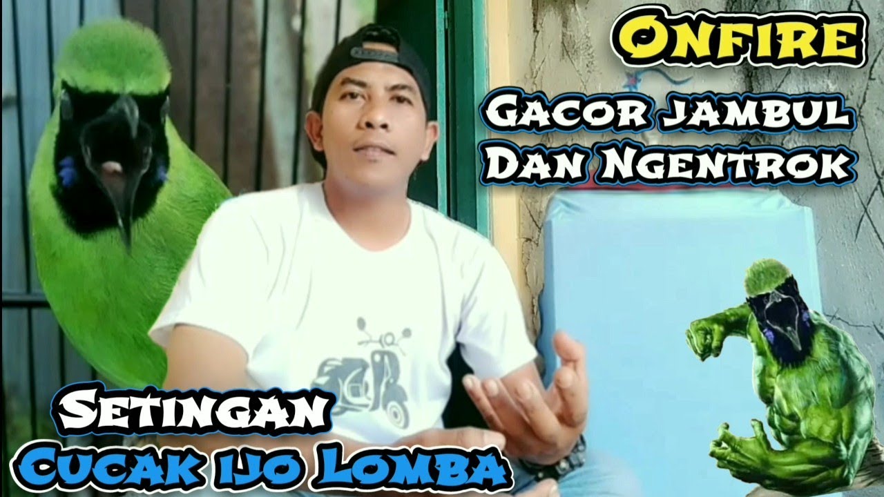 Bongkar Setingan Cucak ijo lomba‼️Birahi dan emosi stabil Gacor Jambul dan Ngentrok