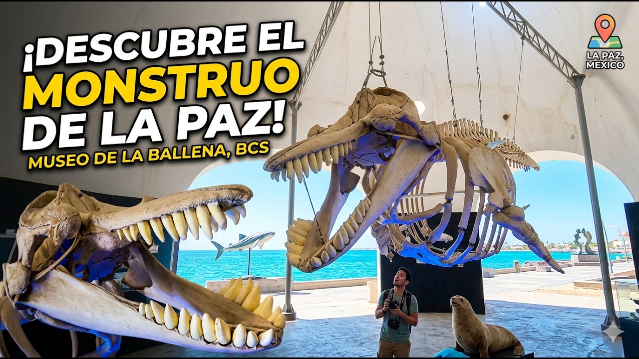 El Museo de la Ballena en La Paz BCS: La joya escondida del centro 🐋