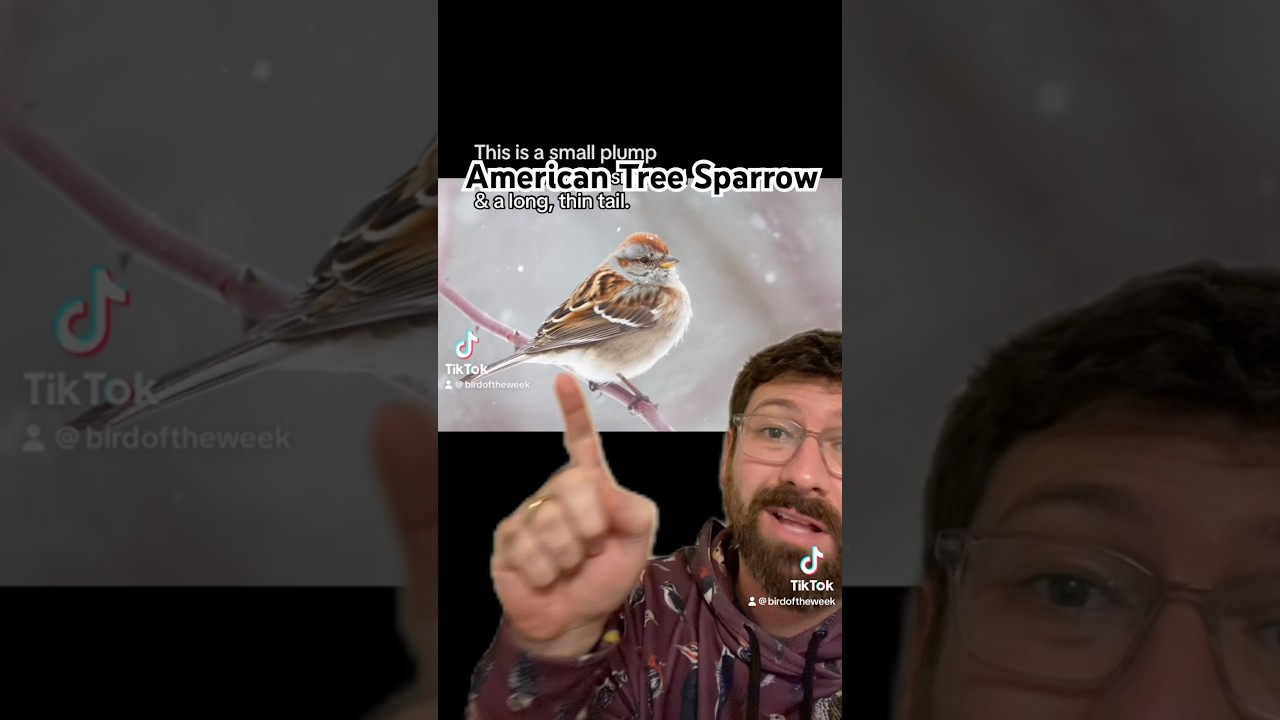The Bird of the Week this week: American Tree Sparrow!
