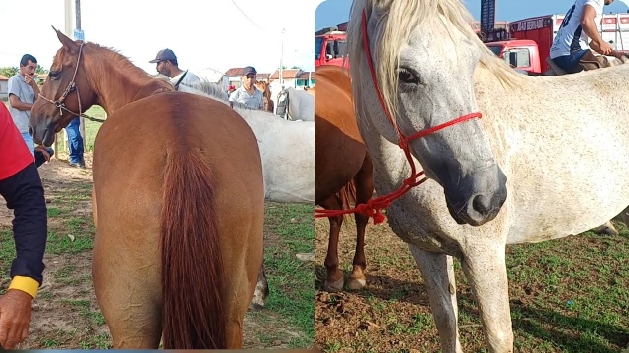 FEIRA DE CAVALOS DE CAMPO GRANDE-AL 🐎 21/02/2026  #fypyoutube#fazenda #cavalos 