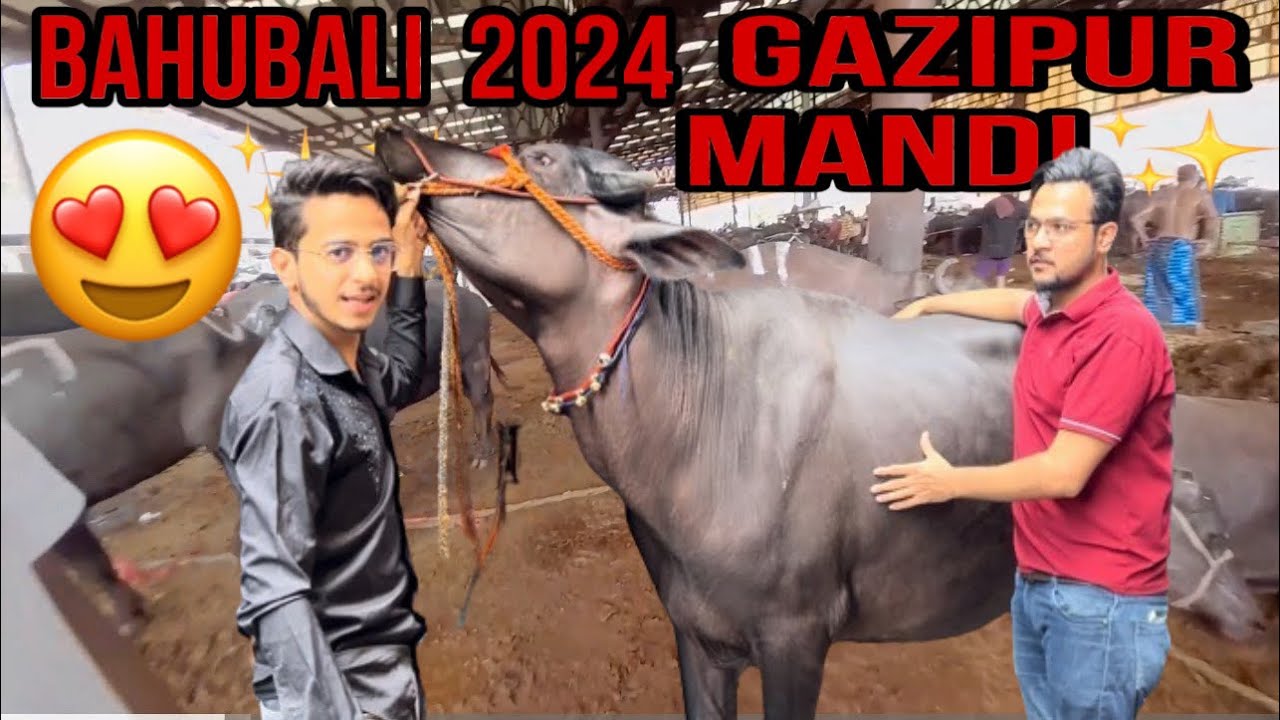 2024 Bahubali Le liya 😍😍| Gazipur Mandi me 2 Sode hue 🔥🔥❤️❤️| #qazigoatfarm #delhi #viral #bakraeid
