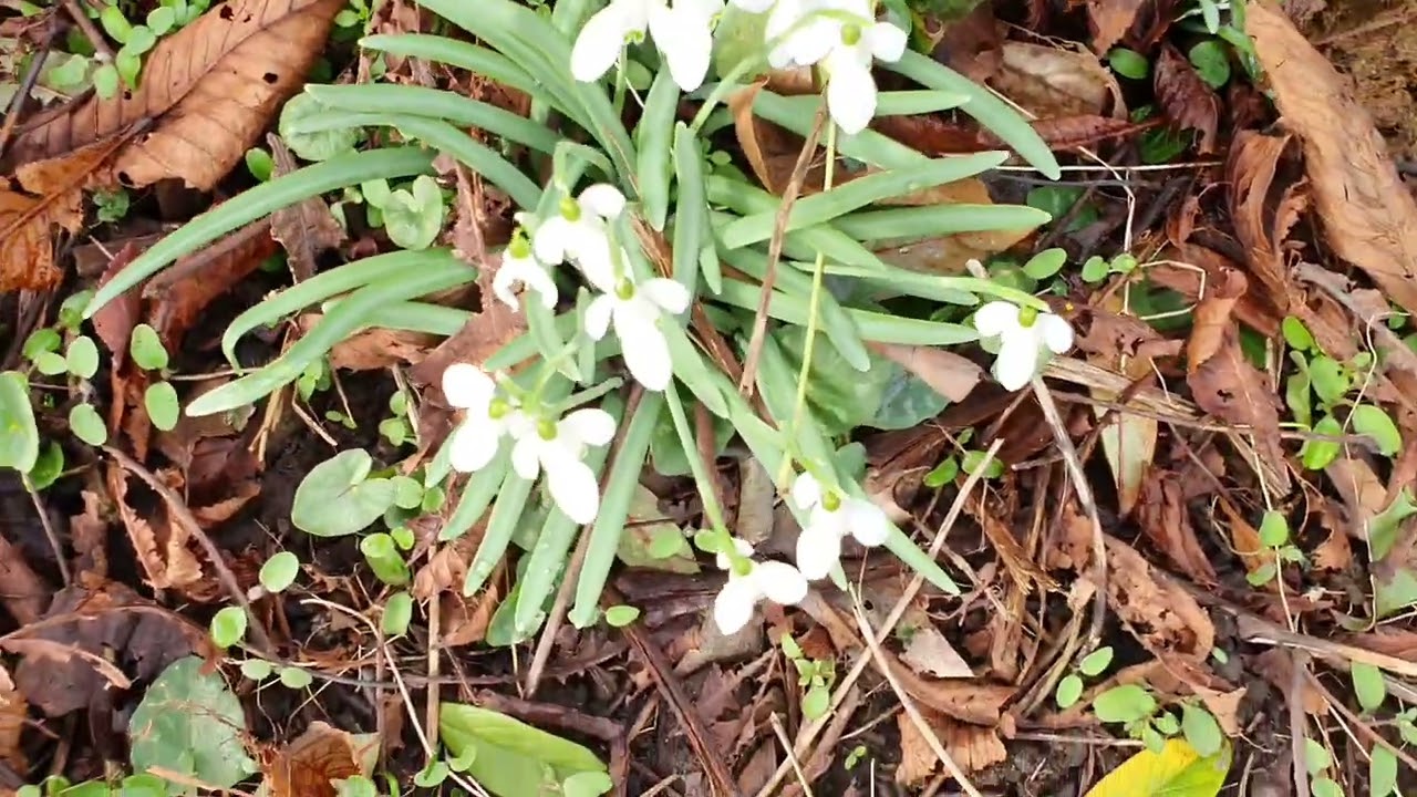 Snowdrops Path❄️🥀💦♥️😍❤️