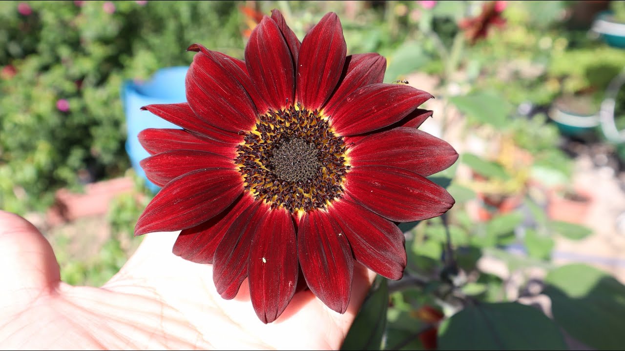 Girasol rojo - Helianthus annus Black Magic - Sunflower Black Magic - Red sunflower - de colores