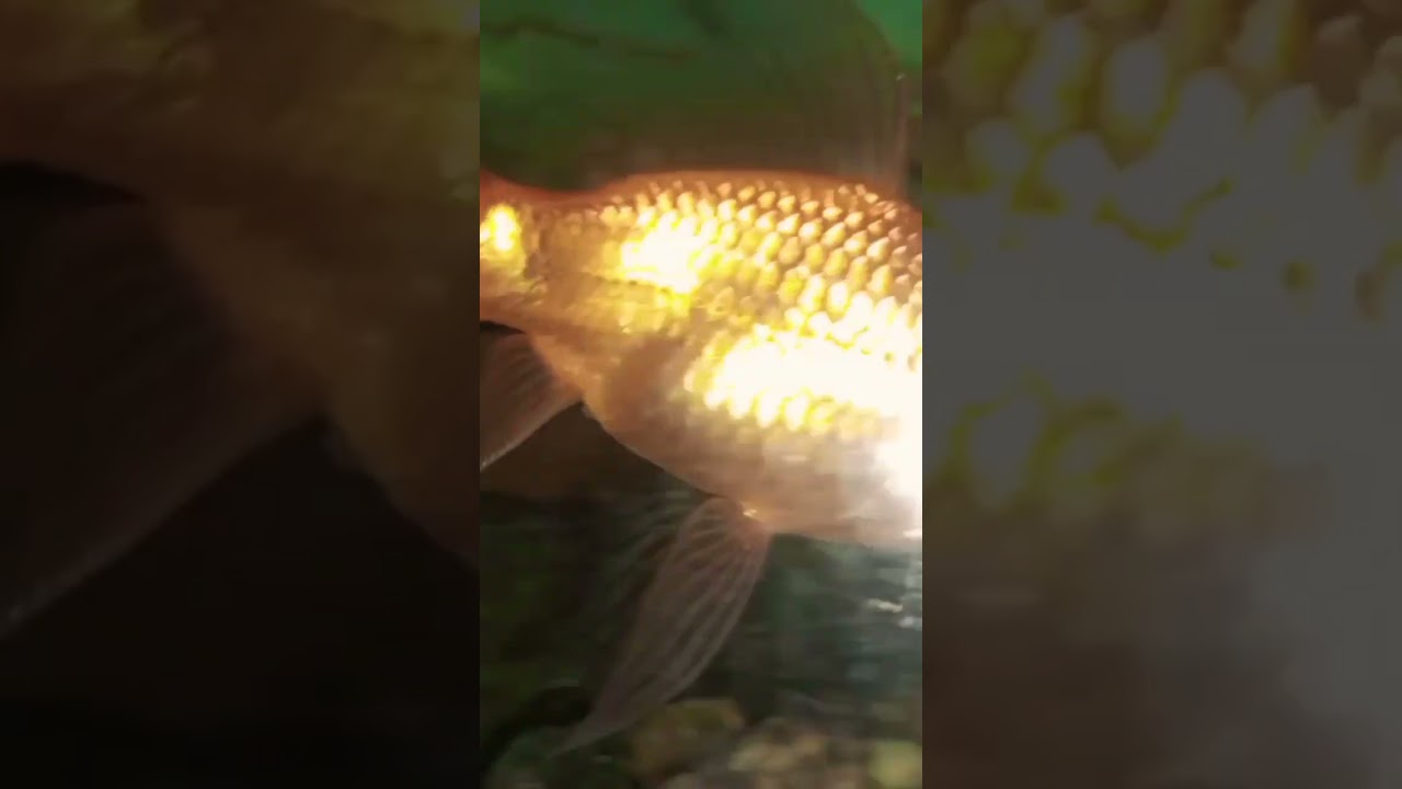 beautiful comet gold fish.# fish