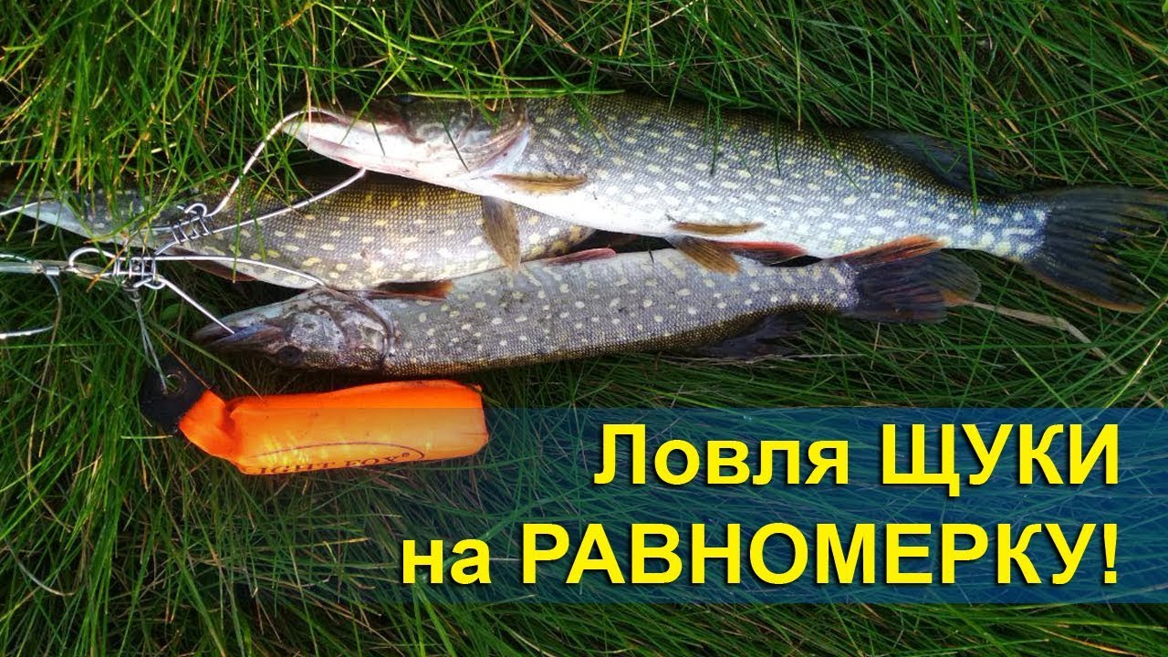 Ловля ЩУКИ на РАВНОМЕРНУЮ ПРОВОДКУ. Вечерняя рыбалка, Ингул, Калиновка
