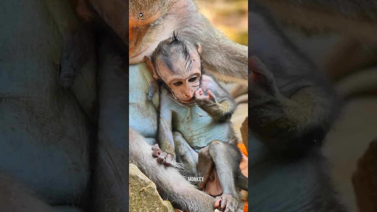 The Cutest Mom & Baby Moment Ever 🐒❤️ #monkey #shorts