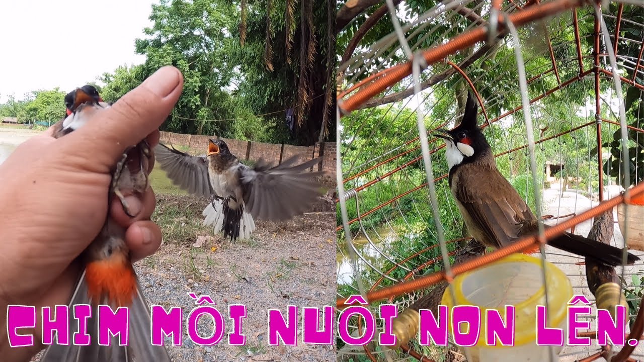 Chim Chào Mào Mồi Nuôi Từ Non Lên // Có Phải Khi Đi B.ẫ.y Không Chơi Tốt Như Lời Đồn ?