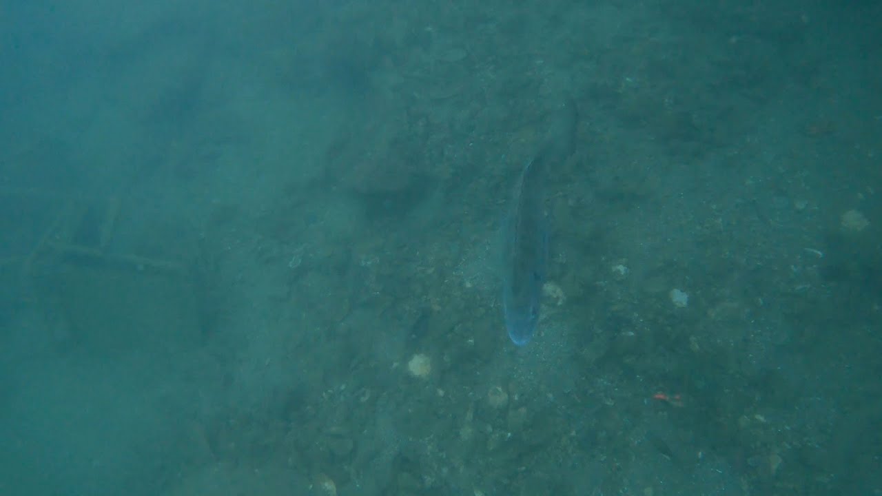 漁港の水族館30-2（チヌとたまに映るアジ）