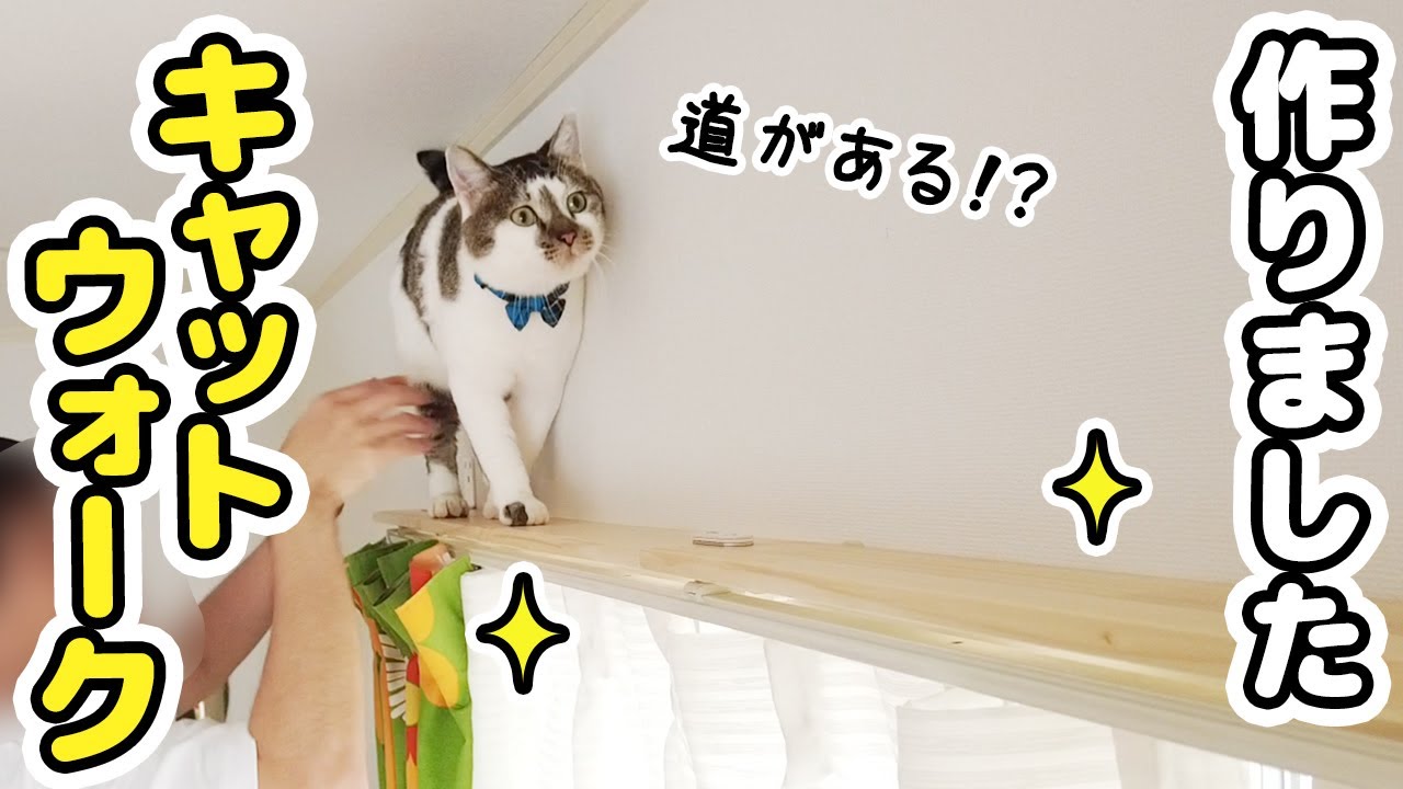 カーテンレールから落ちた愛猫のためにキャットウォークをDIYしました