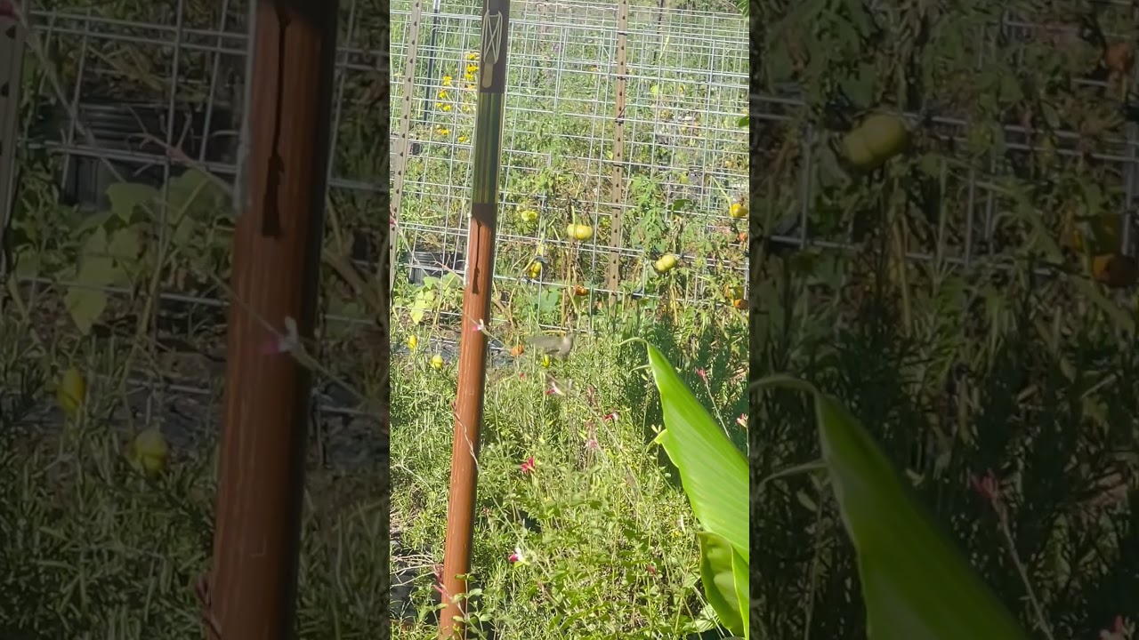 A Hummingbird visits the new garden made for them. #Garden