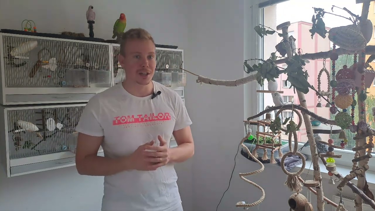 Zvukové signály andulek